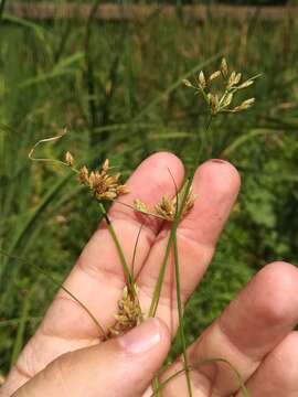 Imagem de Fimbristylis bisumbellata (Forssk.) Bubani