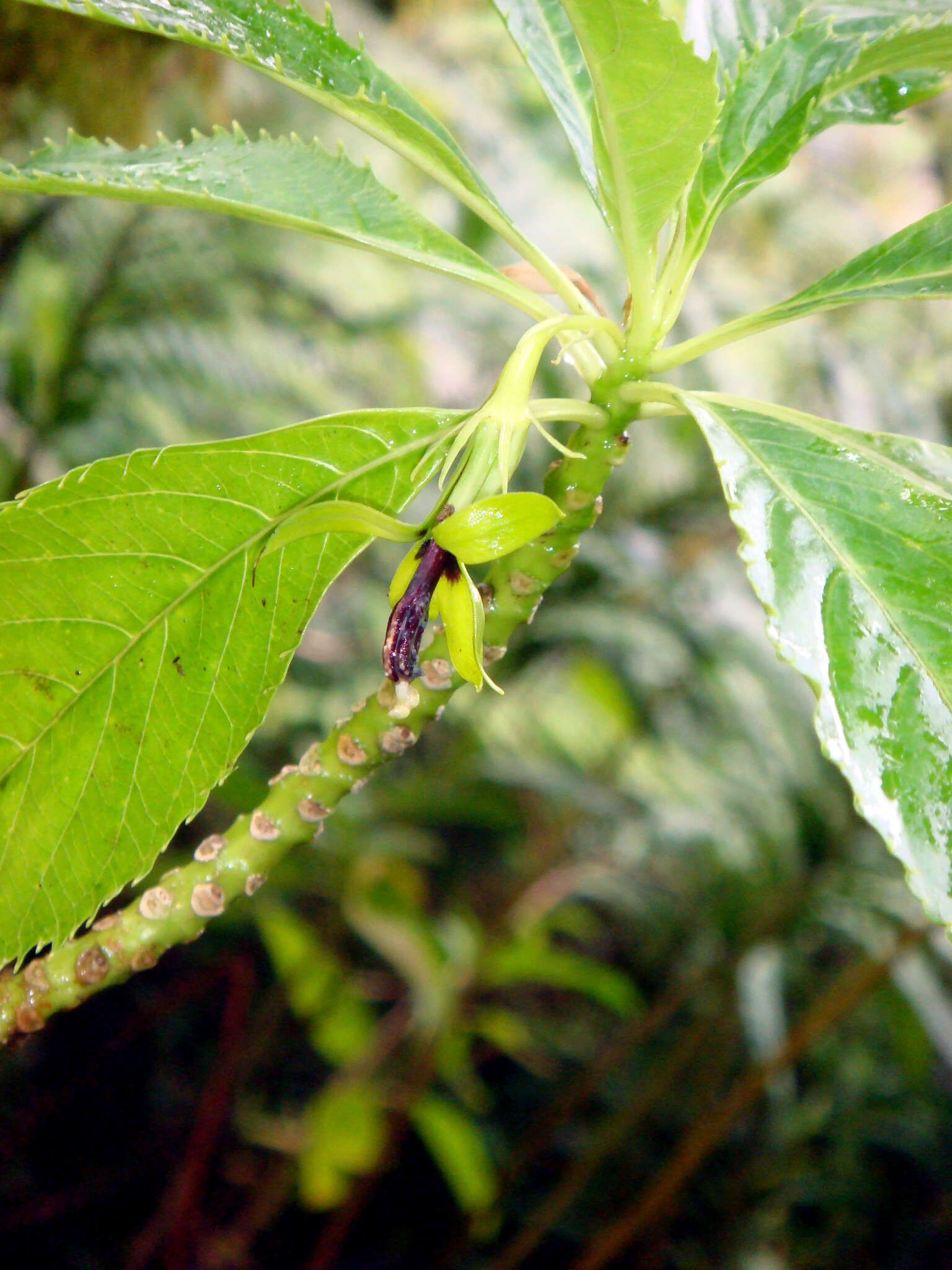 Imagem de Sclerotheca viridiflora Cheeseman