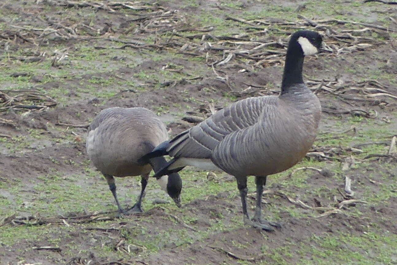 Image of Branta hutchinsii minima Ridgway 1885