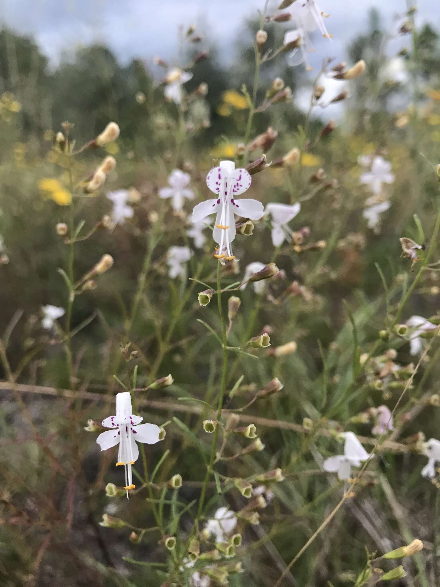 Image of coastal plain balm