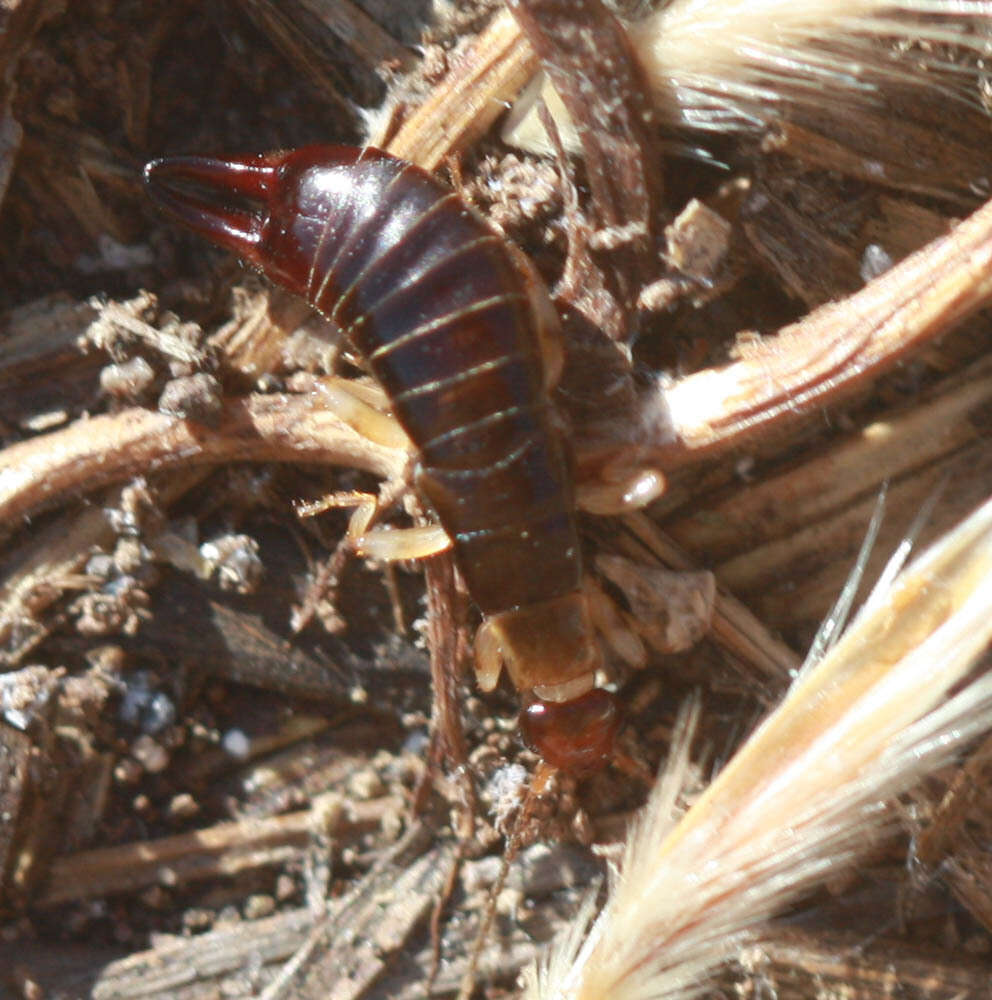 Image of Ringlegged earwig