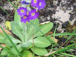 Image of Scottish primrose