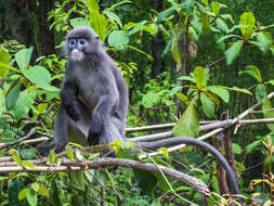 Image of Trachypithecus phayrei shanicus (Wroughton 1917)