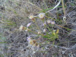 Plancia ëd Erigeron acris subsp. podolicus (Bess.) Nym.