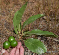 Image of Planchonella pohlmaniana (F. Muell.) Pierre ex Dubard