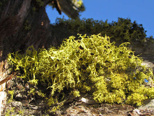 Image of Brown-eyed wolf lichen