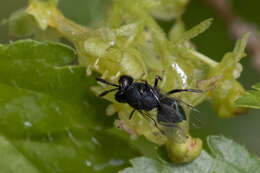 Perilampus ruficornis (Fabricius 1793)的圖片