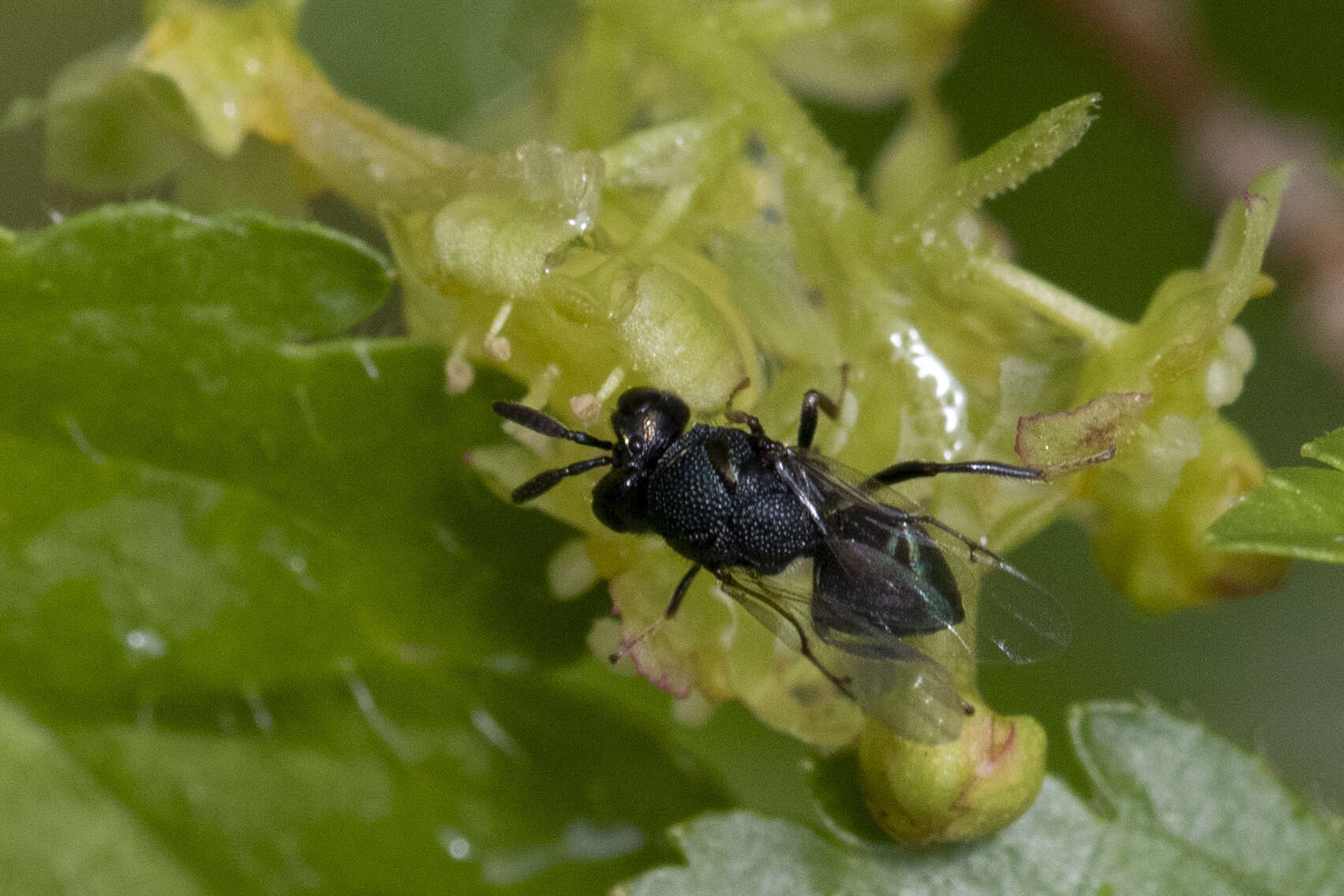 Perilampus ruficornis (Fabricius 1793)的圖片