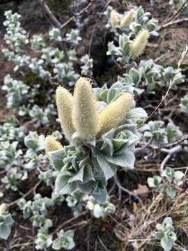 Image de Salix lanata L.