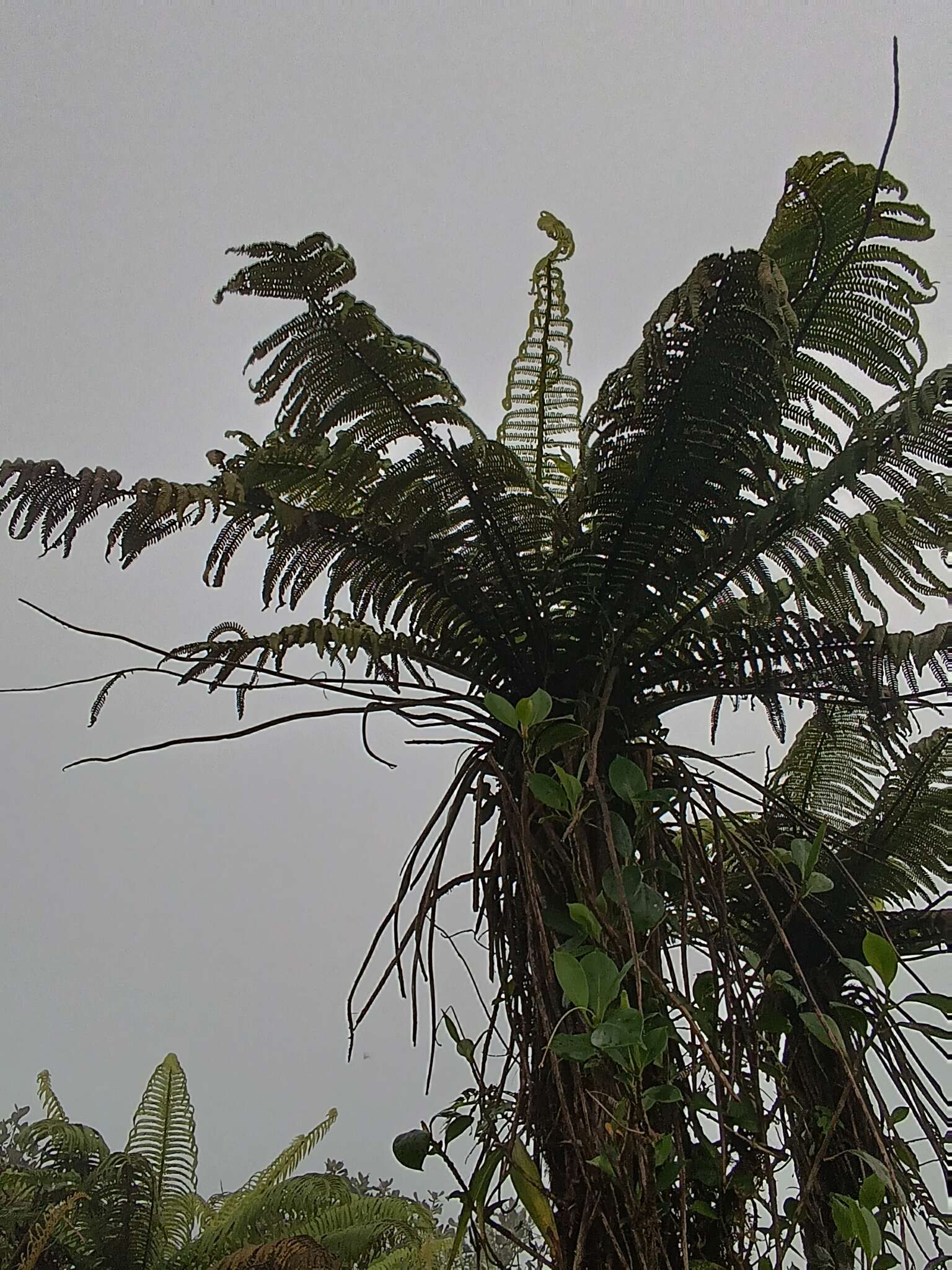 Image of Helecho-Gigante-de-la-Sierra