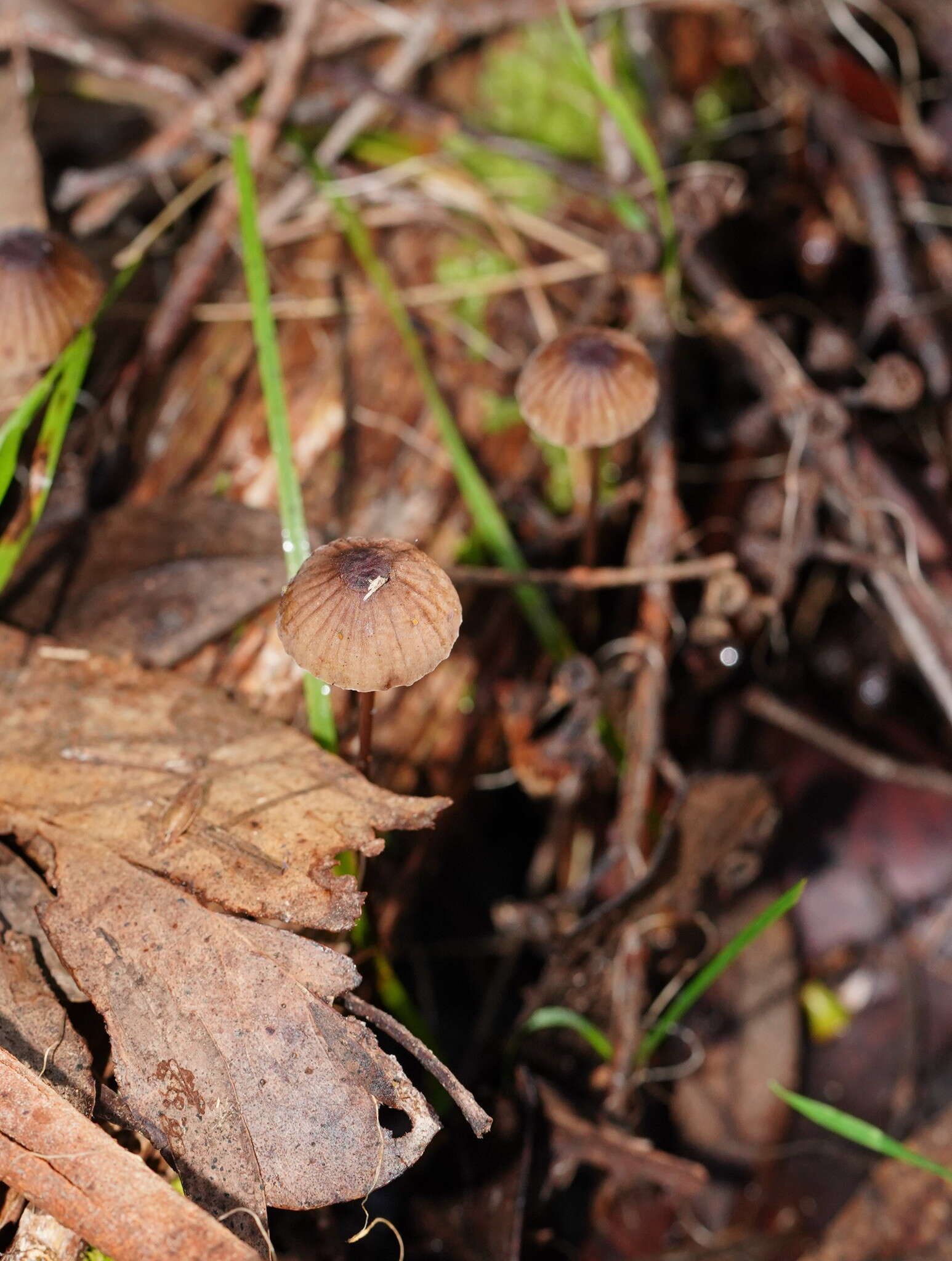 Image of Mycena cystidiosa (G. Stev.) E. Horak 1971