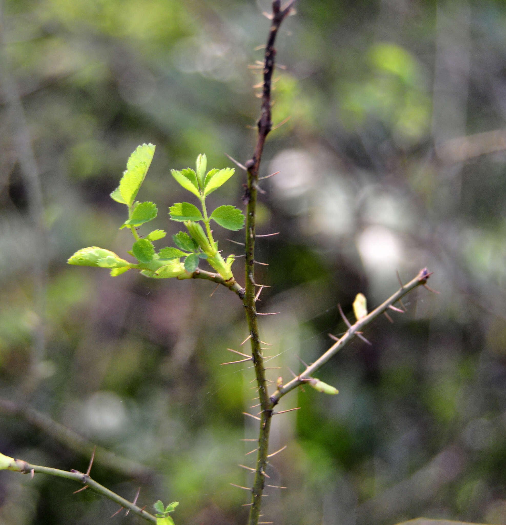 Imagem de Rosa gymnocarpa Nutt. ex Torr. & Gray