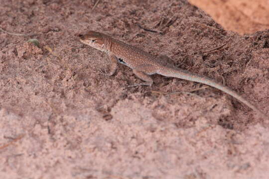 Image of Uta stansburiana uniformis Pack & Tanner 1970