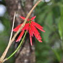 Image of coral erythrina