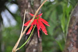 Image of coral erythrina