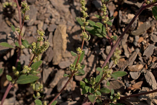 Chenopodium acuminatum Willd.的圖片