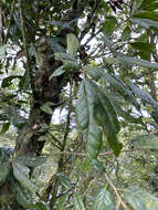 Image of Quercus spinosa subsp. miyabei (Hayata) A. Camus