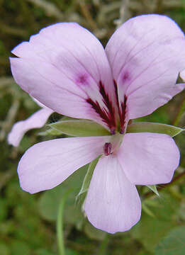 Image of Peltated Geranium