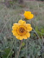 Image of Geum magellanicum Comm. ex Pers.