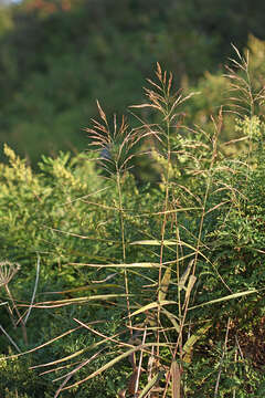 Imagem de Phragmites japonicus Steud.