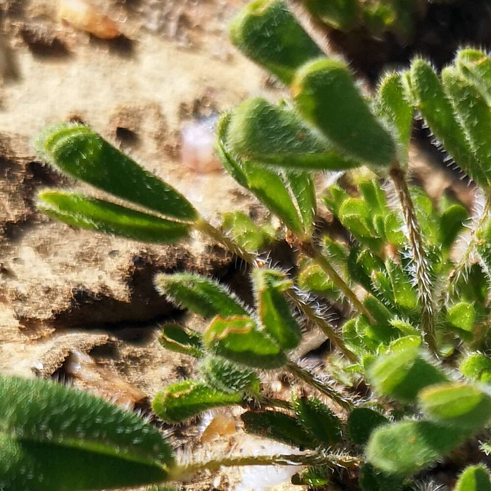 Imagem de Oxalis argillacea F. Bolus