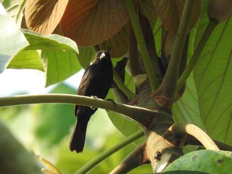 Sporophila funerea (Sclater & PL 1860) resmi