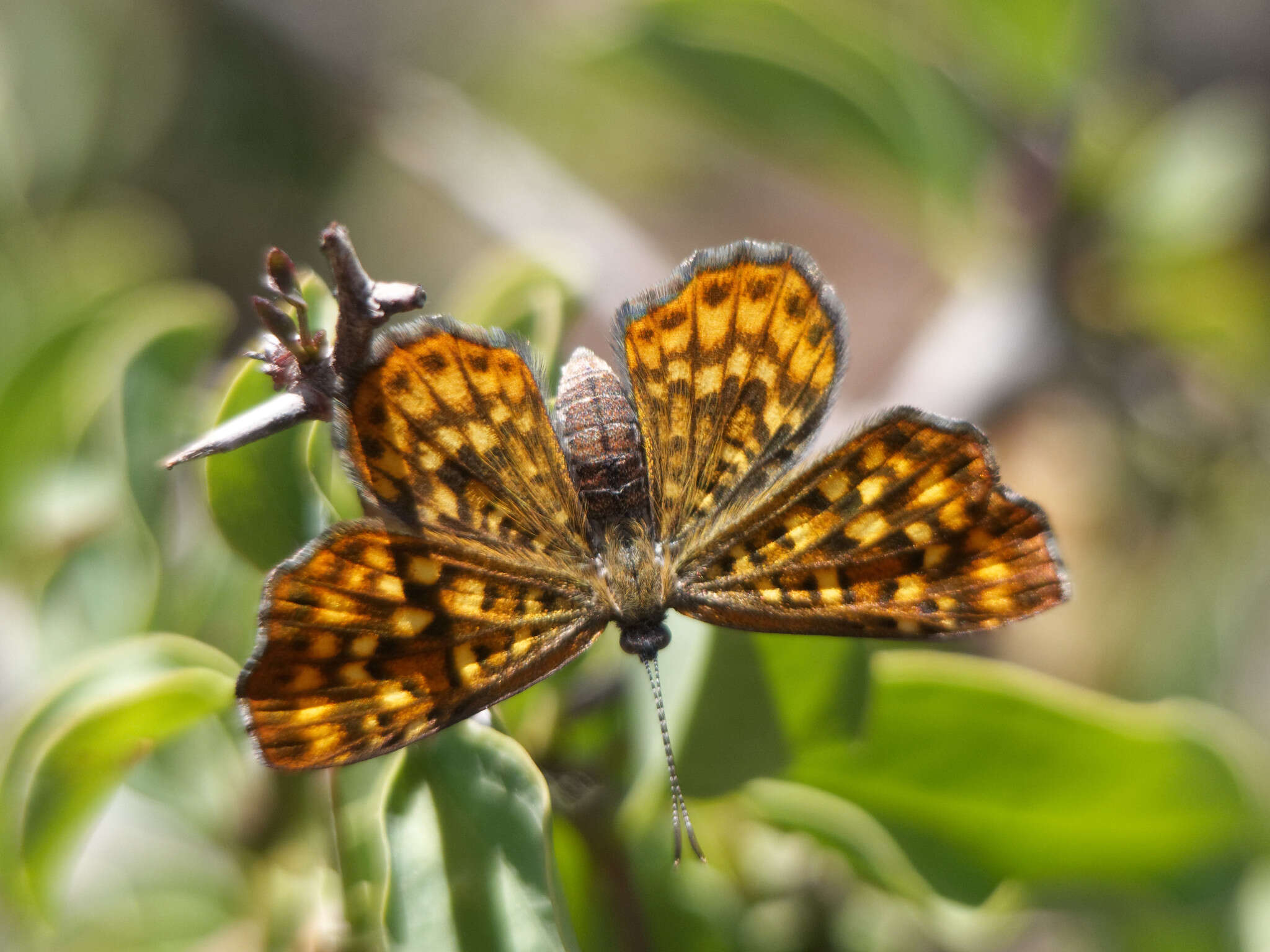 Image of <i>Sertania guttata</i>