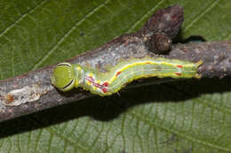 Image of Variable Oakleaf Caterpillar Moth