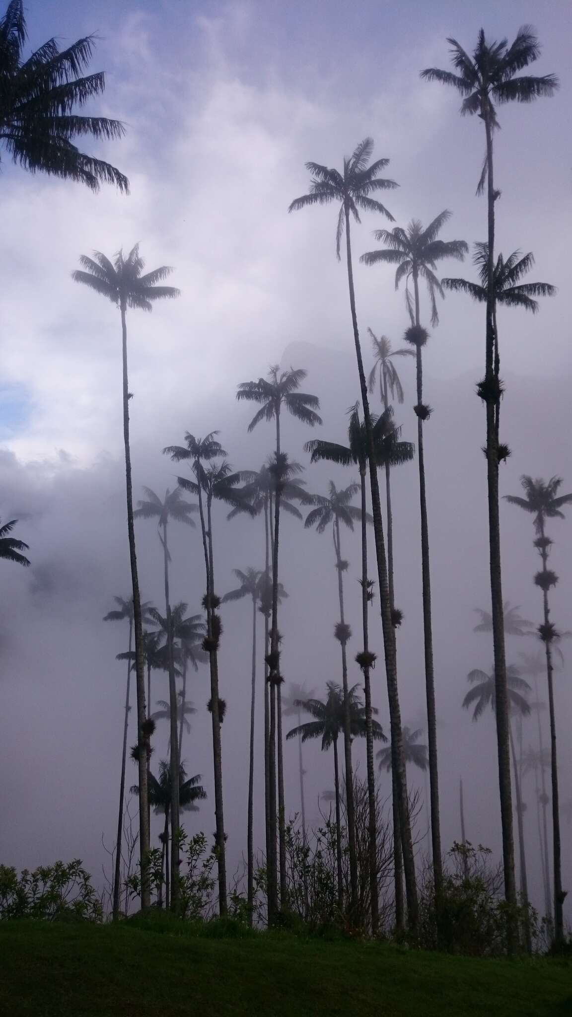 Image of Wax palm