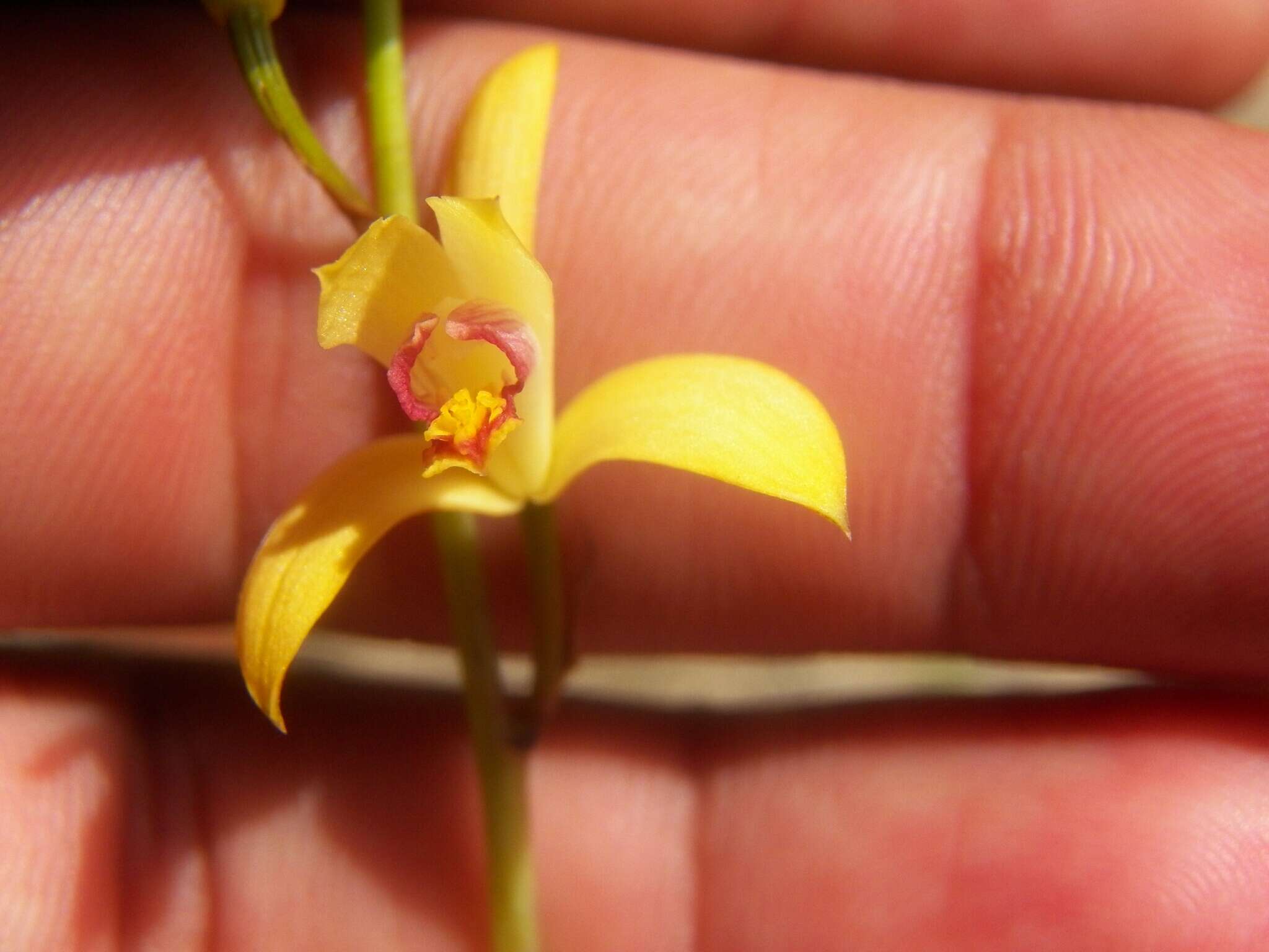 Image of Bletia adenocarpa Rchb. fil.