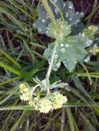 Слика од Alchemilla xanthochlora Rothm.