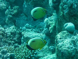 Image of Blacktail Butterflyfish