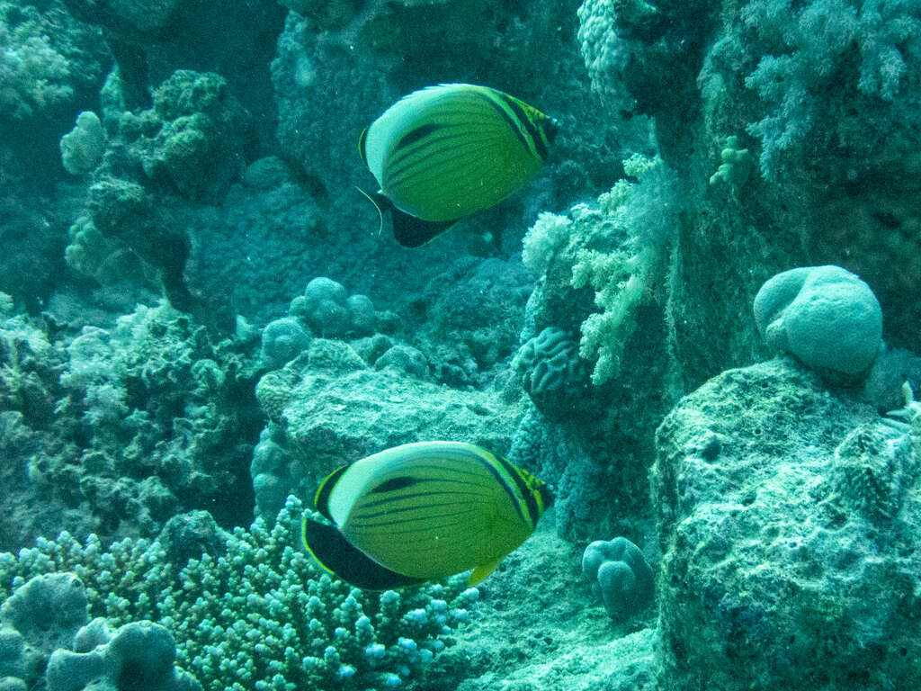 Image of Blacktail Butterflyfish