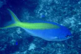 Image of Yellowtail blue snapper