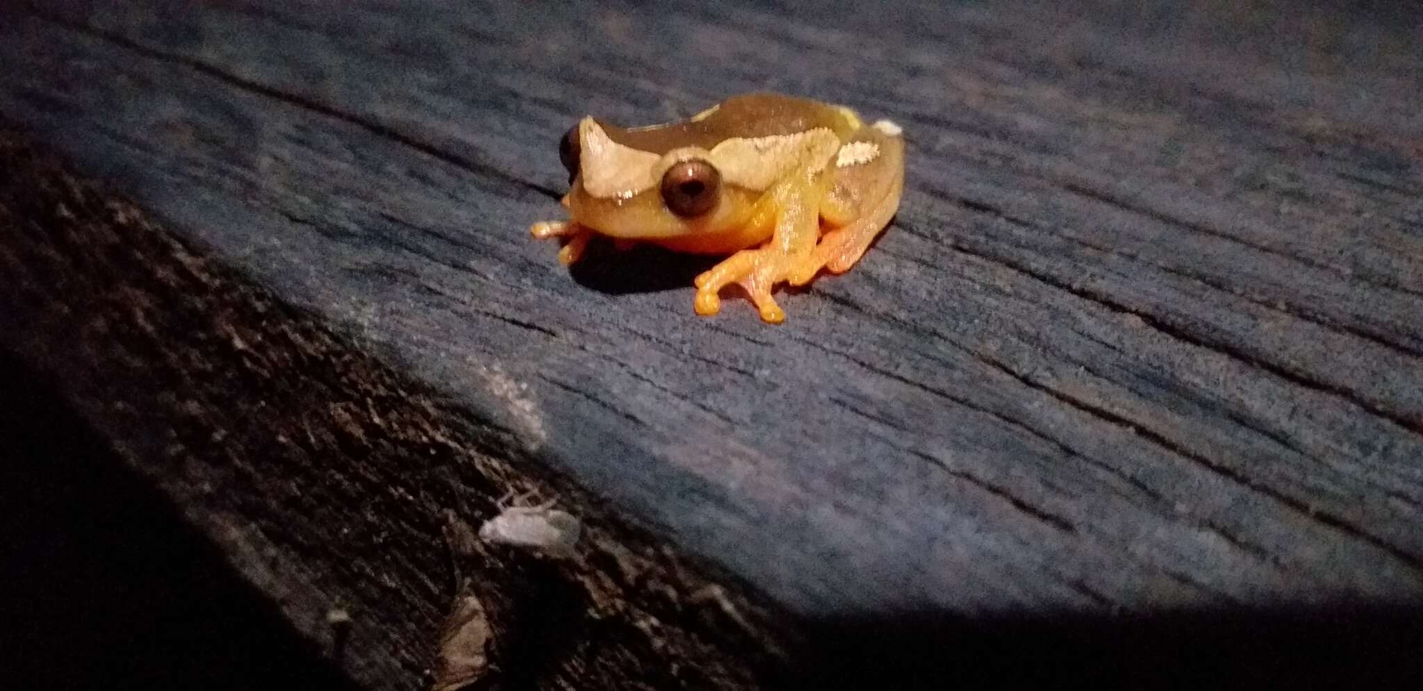 Image of Dendropsophus arndti Caminer, Milá, Jansen, Fouquet, Venegas, Chávez, Lougheed & Ron 2017