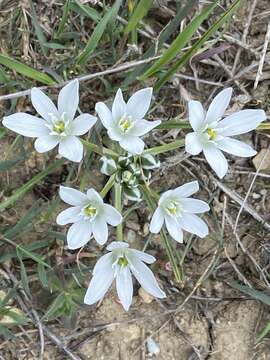 Image de Ornithogalum refractum Kit. ex Schltdl.