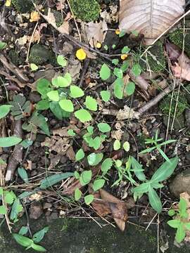 صورة Adiantum erylliae Tard. & C. Chr.