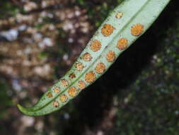 Image of Lepisorus heterolepis (Rosenst.) Ching