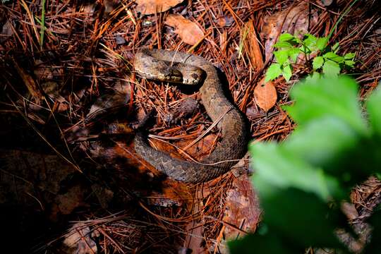 Image of Tzotzil Montane Pit Viper