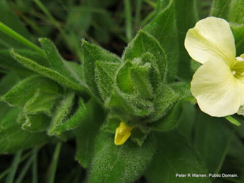 Image of Natal primrose