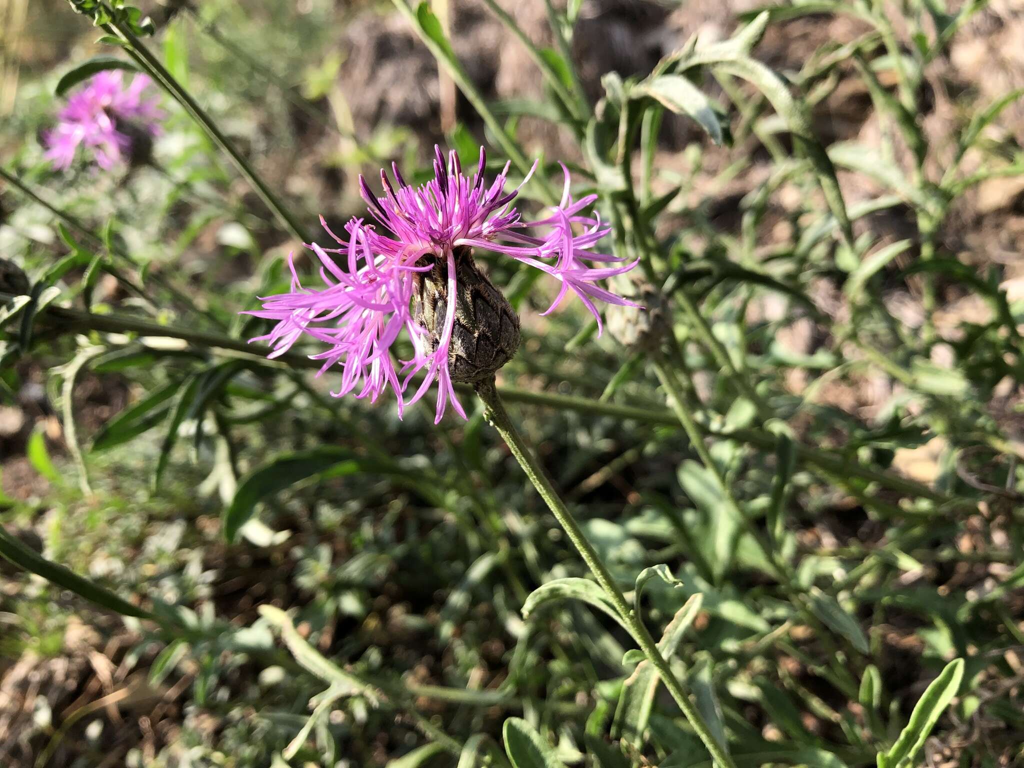 Centaurea scabiosa subsp. scabiosa的圖片