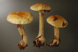 Image of Cortinarius elegantissimus Rob. Henry 1989