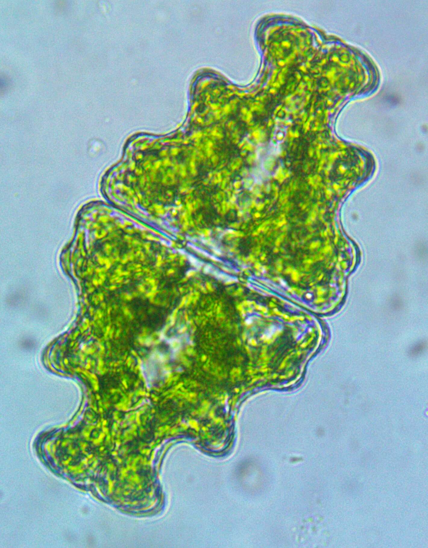 Image of Euastrum humerosum