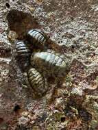 Image of marbled chiton