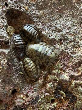 Image of marbled chiton