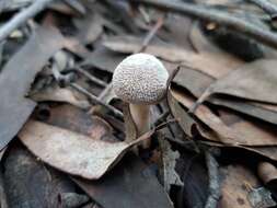 Imagem de Inocybe austrofibrillosa Grgur. 2002