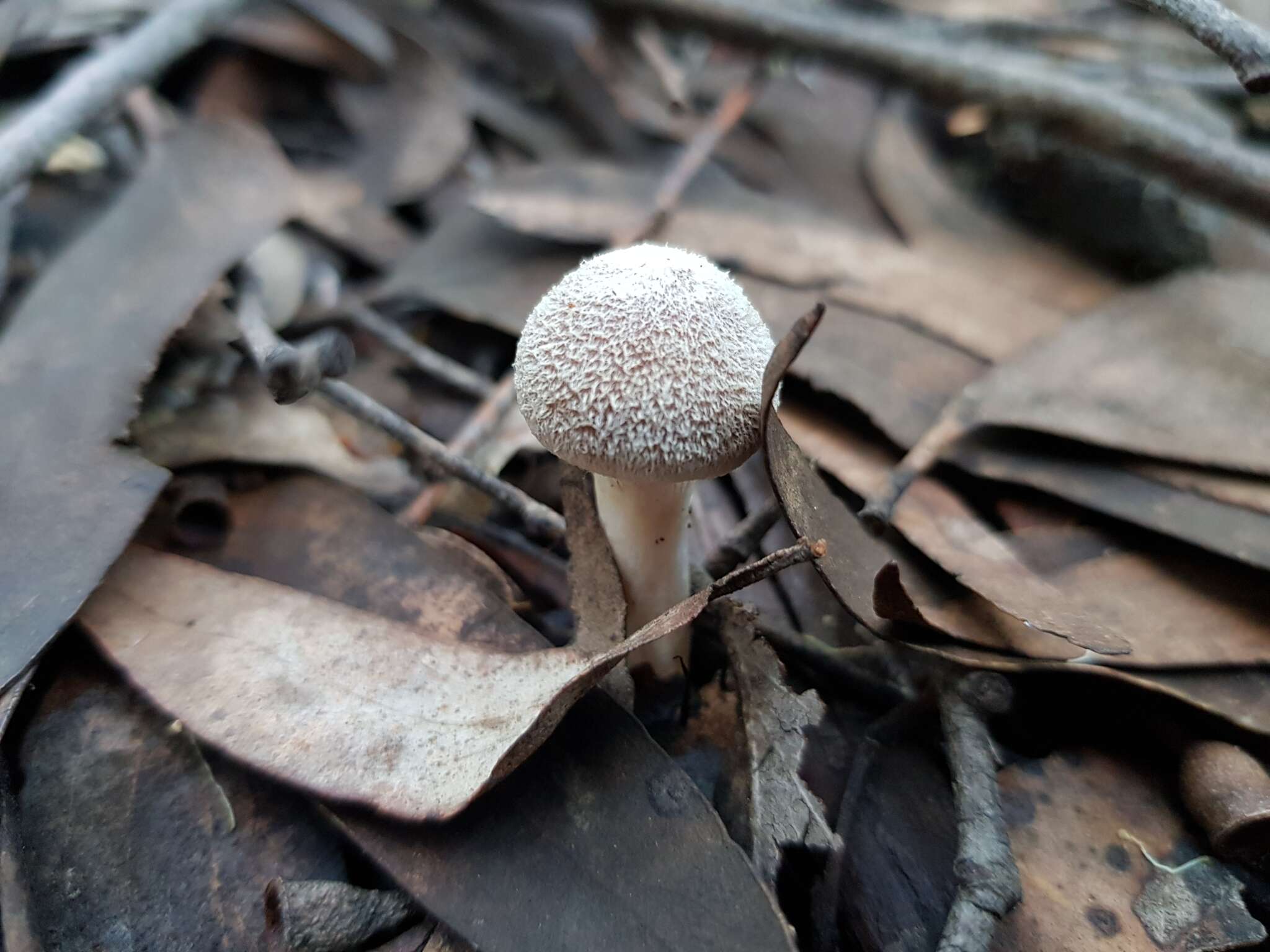 Imagem de Inocybe austrofibrillosa Grgur. 2002