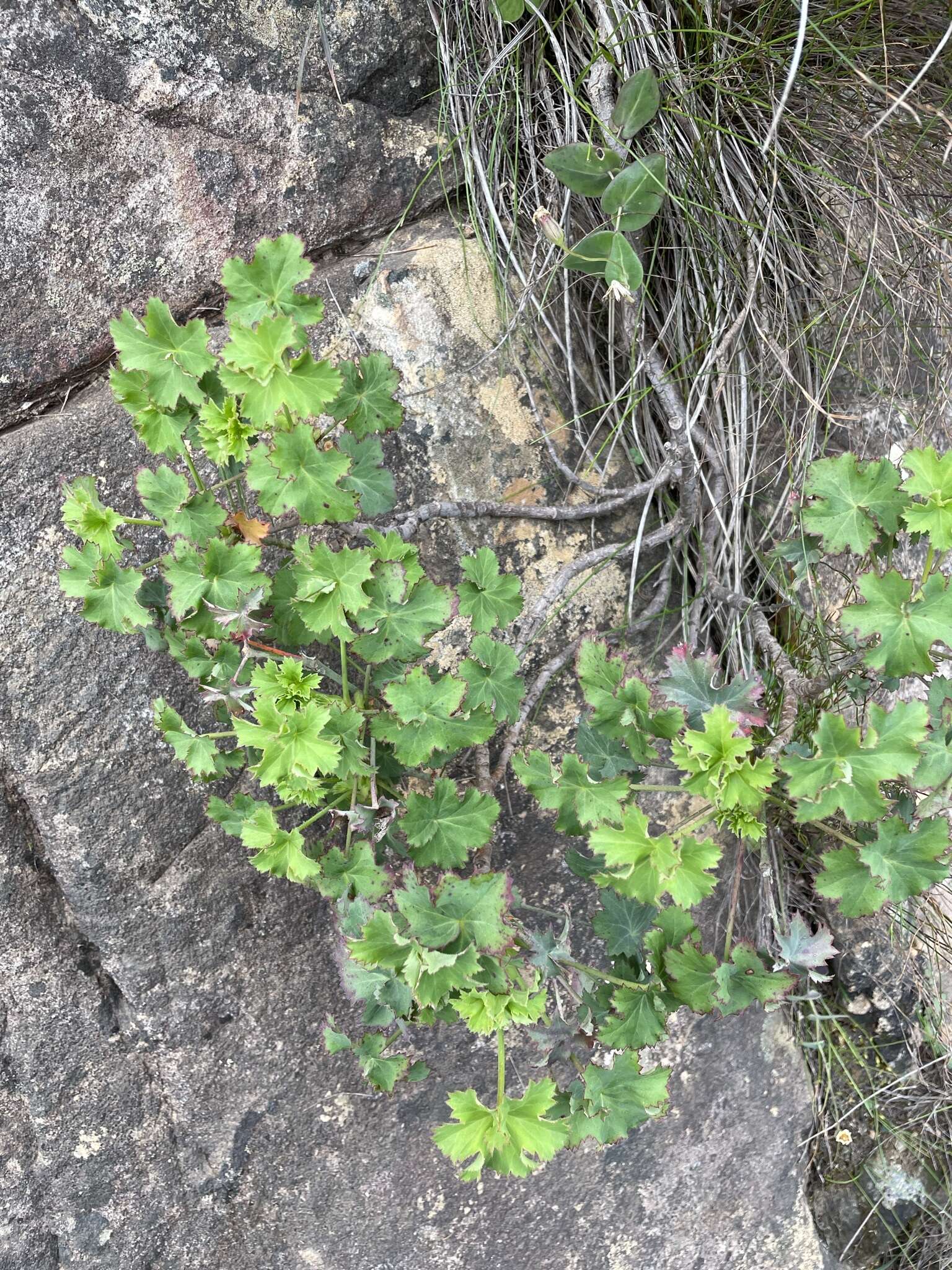 Image of Pelargonium sublignosum Knuth