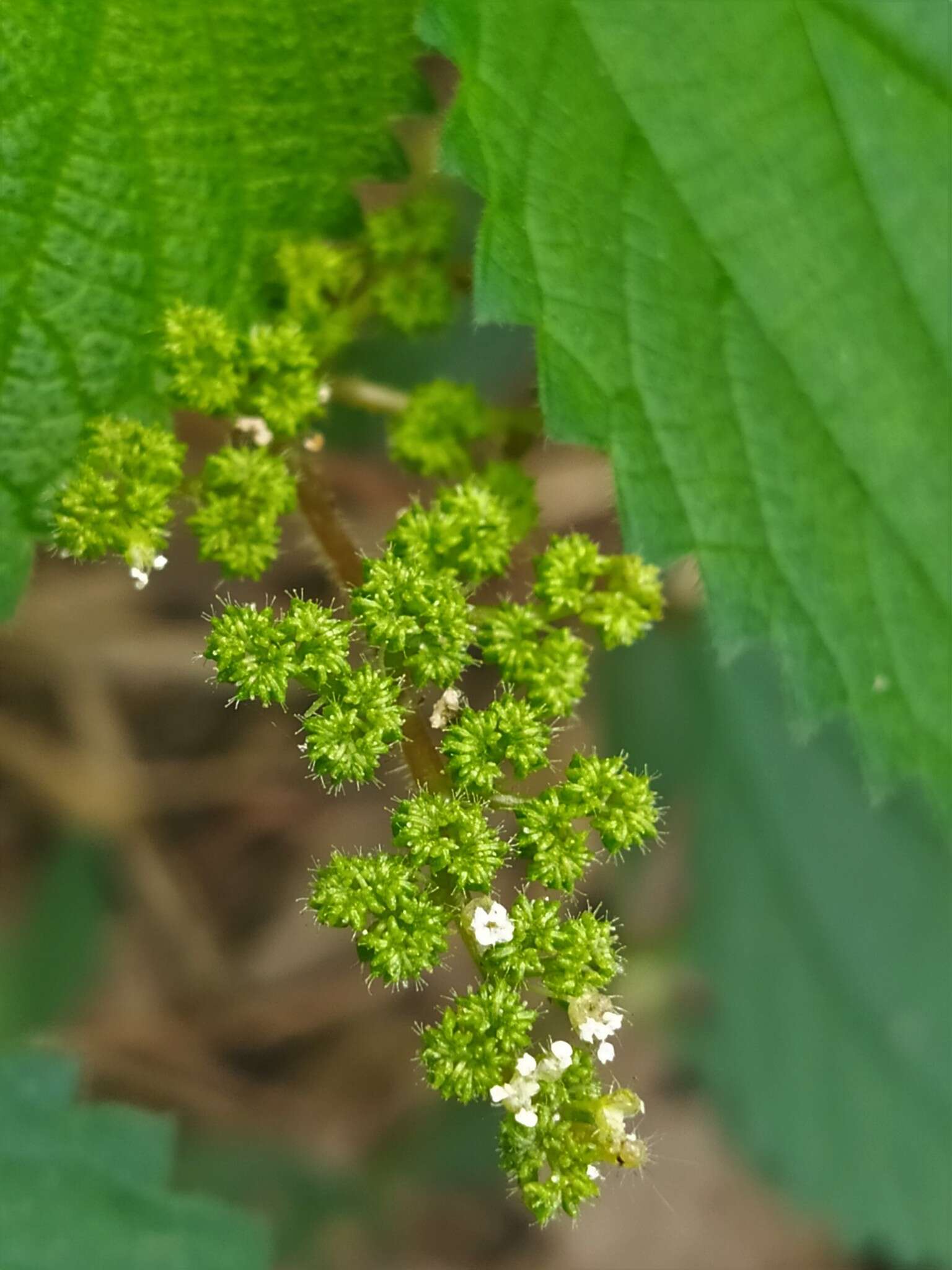 Image of West Indian woodnettle