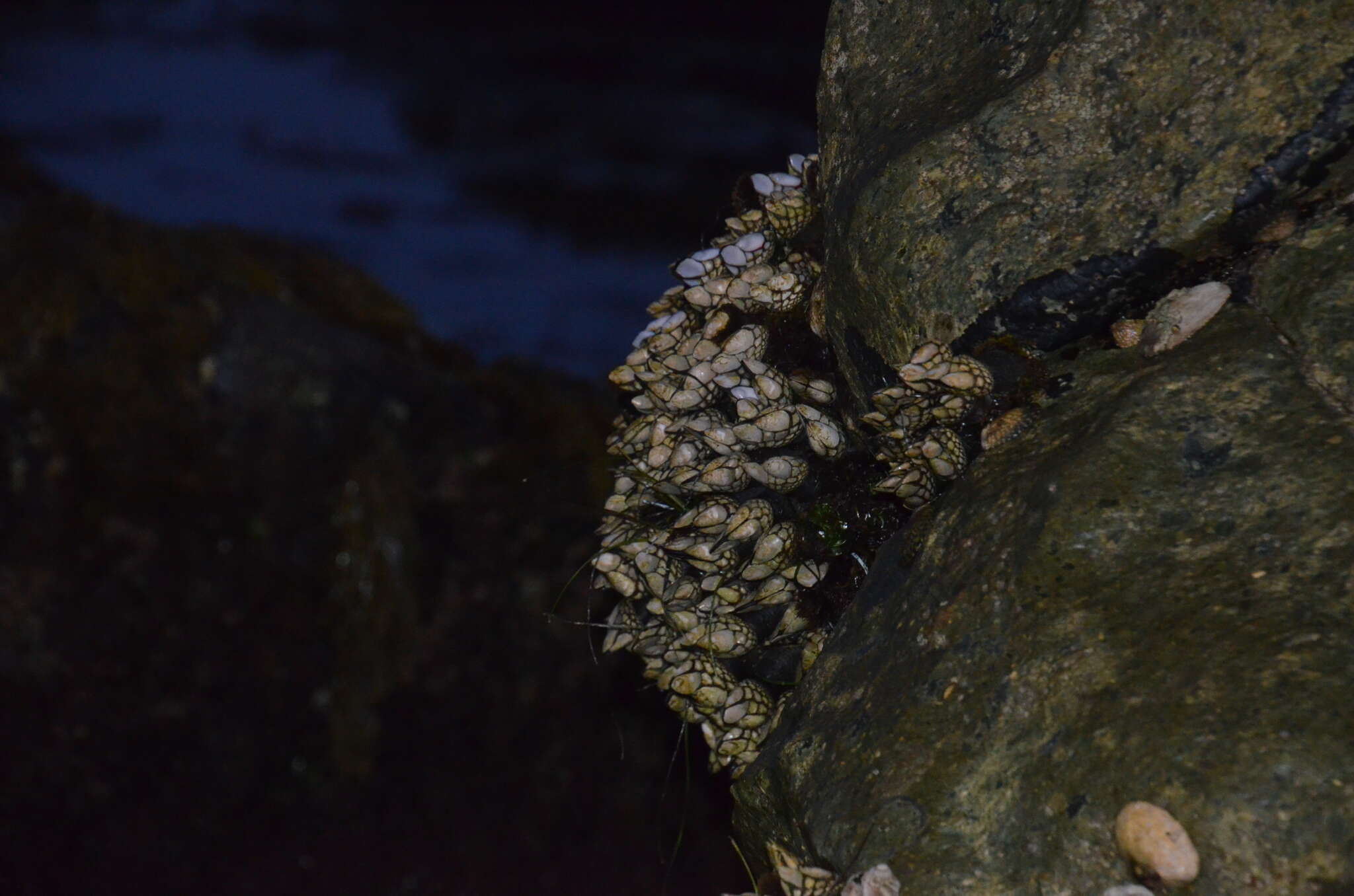 Image of goose-necked barnacle